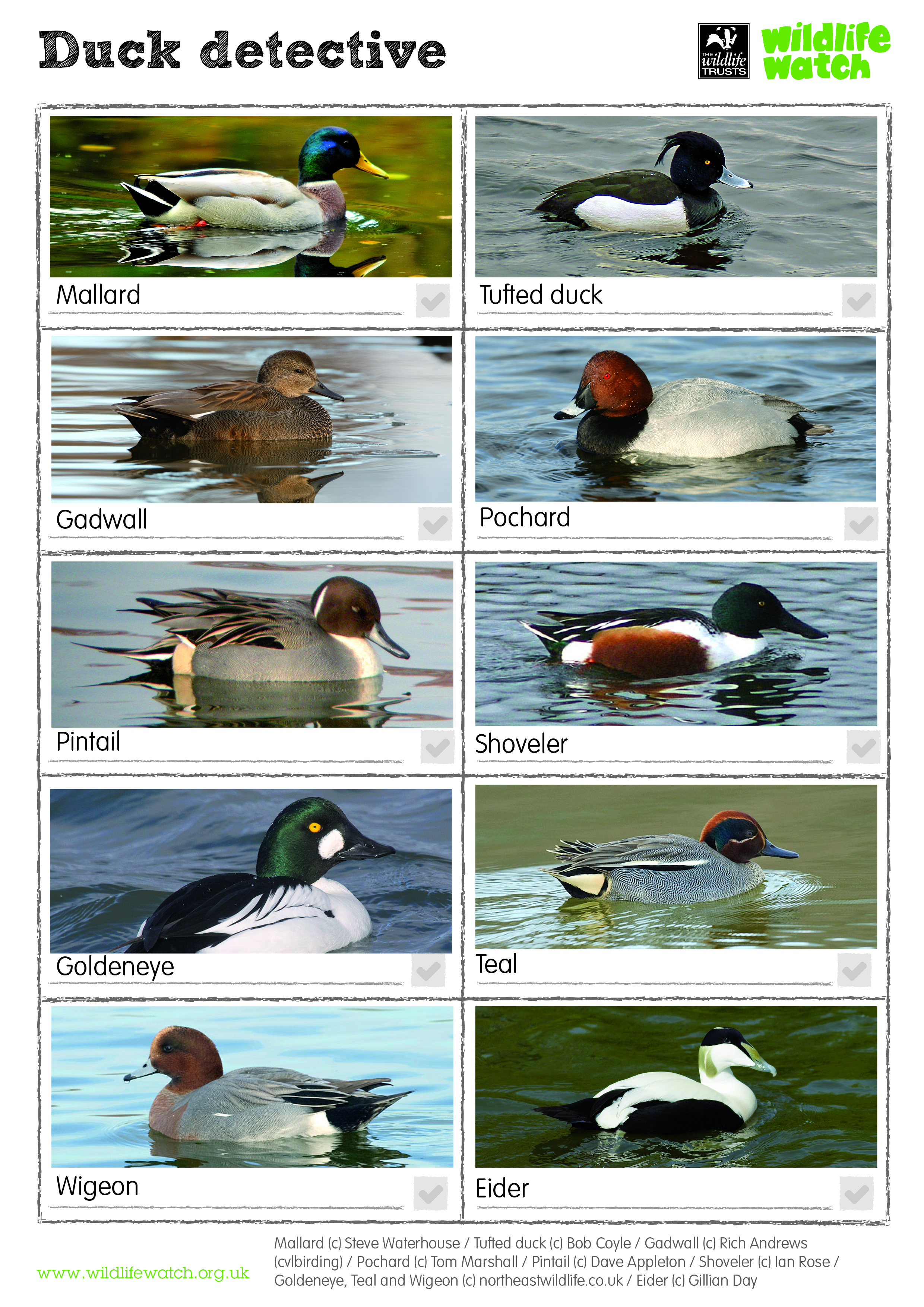 Wildlife Watch Spotting Sheets Duck Detective Spotting Sheet